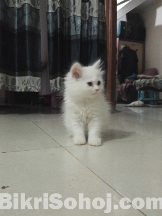 Persian and Angora Kittens(Triple coat fur)